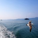 춤추는갈매기 이미지