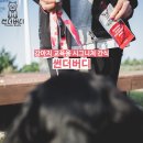 쿨한강아지