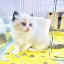 김해 해피몽 김해강아지분양 고양이분양 이미지