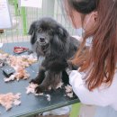 유기견 보호센터 여기 도와주세요 / 왈스봉사단 5월