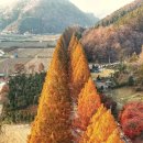 부귀 메타세쿼이아길 이미지