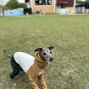 도그캠프 이미지