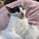 [진아일상] 오늘의집, 연안부두, 베이커리온도, 대나무처분, 밤 에어프라이어, 곱낙전골 궁금하지요?
