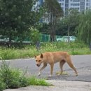 천수밀면