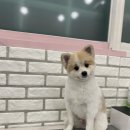 로페아랑 이미지