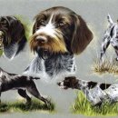 도그의 품격 이미지