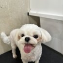 둥둥펫살롱 이미지