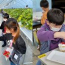 용안 농장 이미지