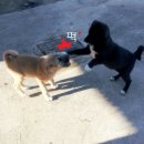 철수와영희 이미지