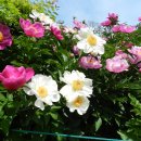 5.10 수리산 함박꽃과 붓꽃 그리고 마로니에 꽃 이미지