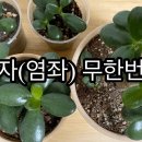 염좌다육 이미지