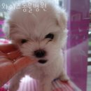 와이즈 동물병원 이미지