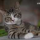 심재훈동물병원 이미지