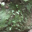 오도산자연휴양림 이미지