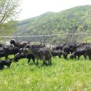 늘푸른 흑염소농장 이미지