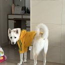 플라잉펫 | 플라잉펫 진돗개 옷 구매후기