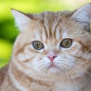 고양이 수염 이미지