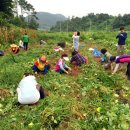 개토농장 이미지