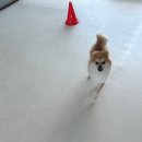 시오멍 이미지