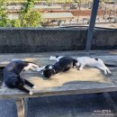 월곡축산 이미지