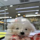 세종멍냥월드 강아지고양이분양 애견샵 | 대전강아지분양 &#39;더펫 유성본점&#39;, 국내유일 전문 분양 시스템! (대전말티푸분양, 대전비숑분양)