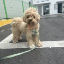 댕겨올개 이미지