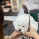 미래애견 이미지