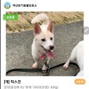 [결선투표] 마산보호소 5아이 이름 결선투표에 참여해주세요. 이미지