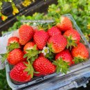 윤기농장 | 윤기네 딸기 체험 농장ㅣ경기 남양주 어린이들...농장 주말에 다녀온 후기(주차, 시식, 체험비용, 후기 등)