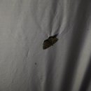 영월 고기조개 이미지