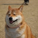 시바나라 이미지