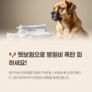 레스펫동물병원 | 펫보험 반려동물의 안전을 위한 준비 알아보기