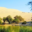 알로하도그 이미지