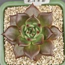 홍사초롱 이미지