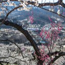 매화골국밥