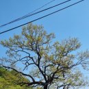 진주 묘엄사지 삼층석탑 | 절터 두 곳: 산청 단속사지, 진주 수곡 묘엄사지