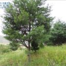 두촌관광타운 | [ 두촌면, 경매 ] 홍천군 두촌면 역내리 163 경매매물
