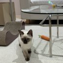 에어묘앤비 이미지