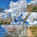 하늘공원 이미지