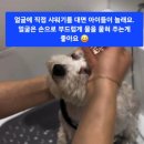 버블독스 가정루원시티점 이미지