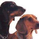 닥스훈트(DACHS HUND) 이미지
