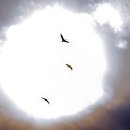 태양을향하여 이미지