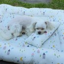 카라인 용품점 이미지