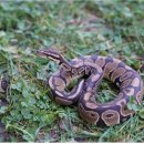 제주야생동물구조센터 이미지