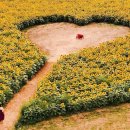 대중농장 이미지