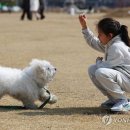 강아지의봄