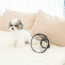 씨엔비헬스케어 | 강아지 고양이 산소치료기(씨엔비헬스케어) 상세페이지 완성본