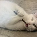 몬딱 이미지