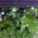 별빛연가 이미지