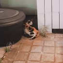 세임벌스 이미지